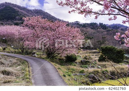 (Shizuoka) Kawazu cherry blossoms bloom, terraced rice fields in Nishiizu Ishibe (Shizuoka) Kawazu cherry blossoms bloom, terraced rice fields in Nishiizu Ishibe 62402760