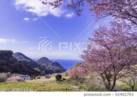 (Shizuoka) Kawazu cherry blossoms bloom, terraced rice fields in Nishiizu Ishibe 62402763