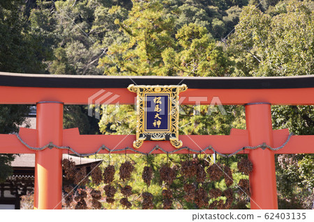 松尾大社的第二個鳥居和Sakaki 62403135