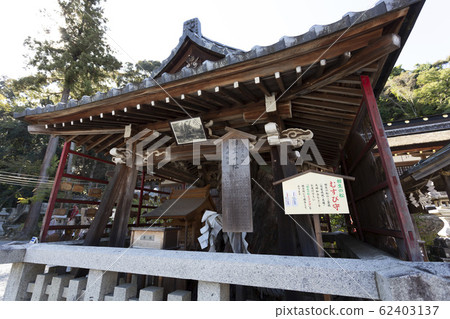 松尾大社的松樹 62403137