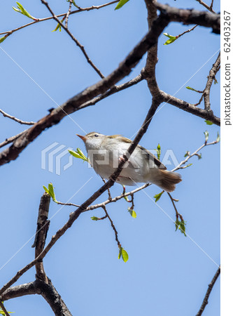 Sendai warbler in the forest 62403267