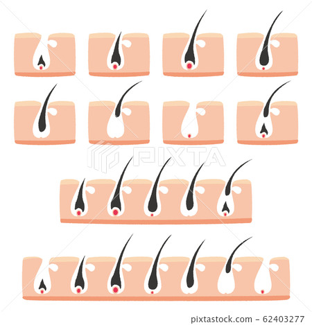 頭髮週期圖 62403277