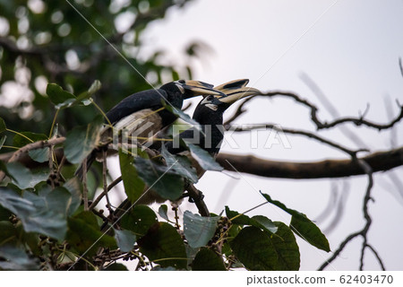 0riental pied hornbill (Anthracoceros albirostris) is an Indo-Malayan pied hornbill 62403470