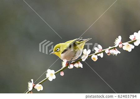 White-eye White-eye 62403794