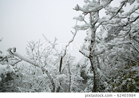 Snowflake, snow scene, winter landscape, deogyusan Snowflake, snow scene, winter landscape, deogyusan 62403984