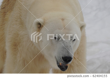 Sapporo Maruyama Zoo Polar Bear Sapporo Maruyama Zoo Polar Bear 62404155