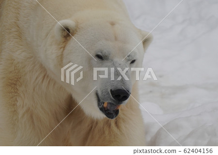 Sapporo Maruyama Zoo Polar Bear Sapporo Maruyama Zoo Polar Bear 62404156