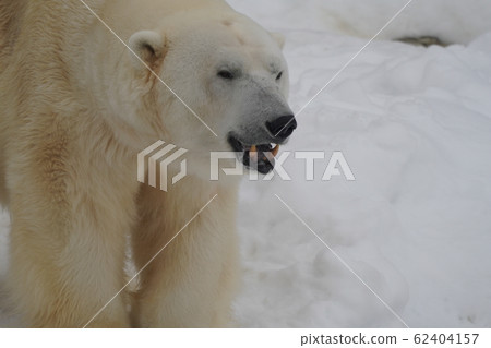 Sapporo Maruyama Zoo Polar Bear Sapporo Maruyama Zoo Polar Bear 62404157