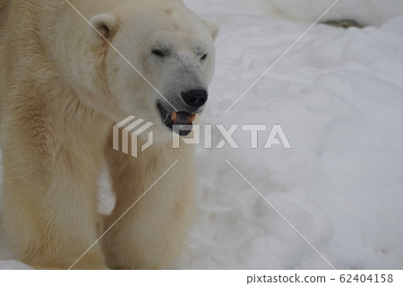 Sapporo Maruyama Zoo Polar Bear 62404158