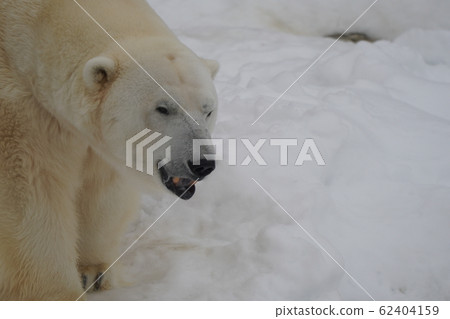 Sapporo Maruyama Zoo Polar Bear Sapporo Maruyama Zoo Polar Bear 62404159