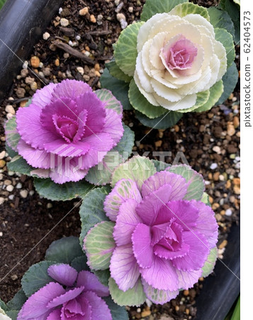 Leaf Peony (Haboton) / Flowering kale 62404573