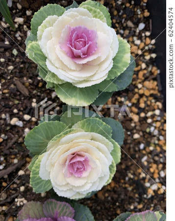 Leaf Peony (Haboton) / Flowering kale Leaf Peony (Haboton) / Flowering kale 62404574