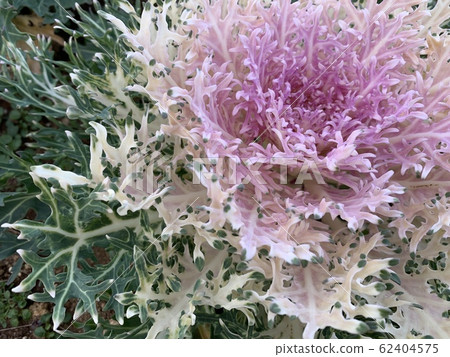 Leaf Peony (Haboton) / Flowering kale Leaf Peony (Haboton) / Flowering kale 62404575