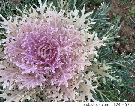 Leaf Peony (Haboton) / Flowering kale Leaf Peony (Haboton) / Flowering kale 62404576