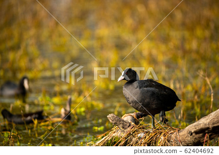 Eurasian coot or common coot or Australian coot or Fulica atra in portrait at keoladeo national park or bird sanctuary, bharatpur, rajasthan, india 62404692