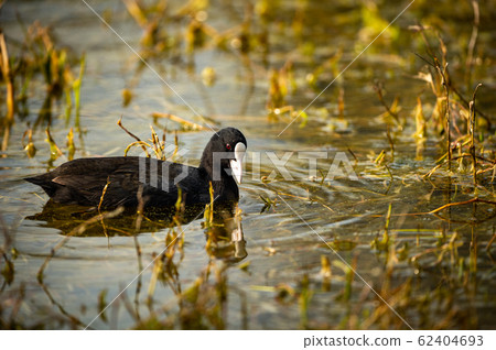 Eurasian coot or common coot or Australian coot or Fulica atra in portrait at keoladeo national park or bird sanctuary, bharatpur, rajasthan, india Eurasian coot or common coot or Australian coot or Fulica atra in portrait at keoladeo national park or bird sanctuary, bharatpur, rajasthan, india 62404693