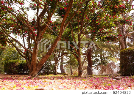 Alice's Garden 62404833