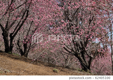 青梅Anrakuji花桃 62405100