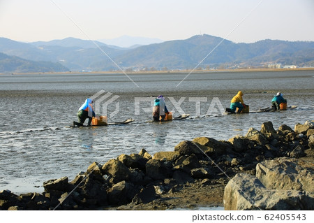 Tidal Flats, Fishing Village, Ecosystem 62405543