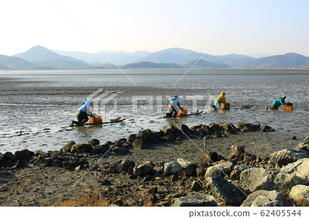 Tidal Flats, Fishing Village, Ecosystem 62405544