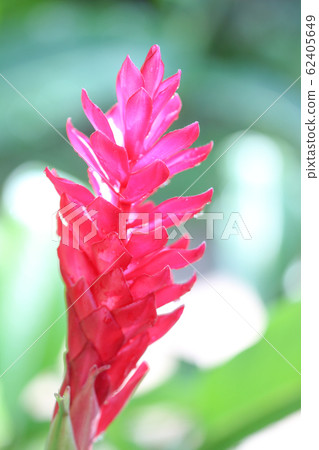 beautiful tropical red ginger flower; Nature 62405649