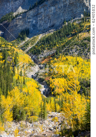 秋季加拿大落基山脈北薩斯喀徹溫河的黃葉（班夫國家公園-加拿大） 62405832