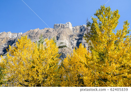 Autumn Canadian Rockies-North Saskatchewan River in Yellow Leaves (Banff National Park-Canada) 62405839