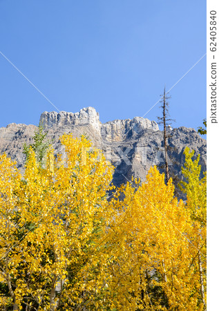 秋季加拿大落基山脈北薩斯喀徹溫河的黃葉（班夫國家公園-加拿大） 62405840