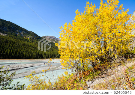 Autumn Canadian Rockies-North Saskatchewan River in Yellow Leaves (Banff National Park-Canada) Autumn Canadian Rockies-North Saskatchewan River in Yellow Leaves (Banff National Park-Canada) 62405845