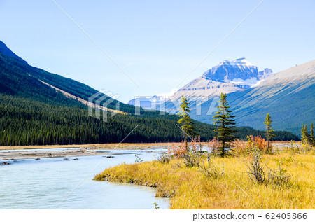 Autumn Canadian Rockies-North Saskatchewan River in Yellow Leaves (Banff National Park-Canada) Autumn Canadian Rockies-North Saskatchewan River in Yellow Leaves (Banff National Park-Canada) 62405866