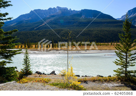 Autumn Canadian Rockies-North Saskatchewan River in Yellow Leaves (Banff National Park-Canada) 62405868
