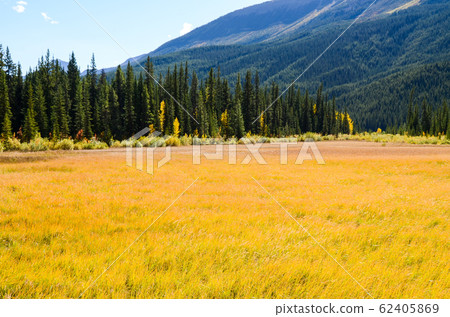 Autumn Canadian Rockies-North Saskatchewan River in Yellow Leaves (Banff National Park-Canada) 62405869