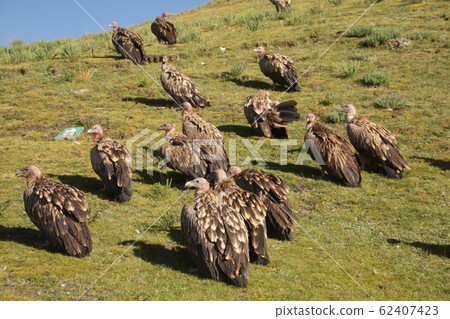 Bird funeral 62407423