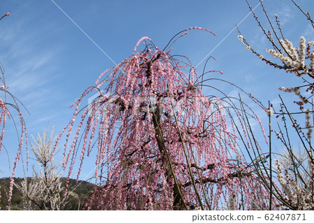 Spring plum blossoms Spring plum blossoms 62407871