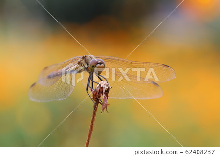 Red dragonfly (red dragonfly) perching on dead branch Red dragonfly (red dragonfly) perching on dead branch 62408237