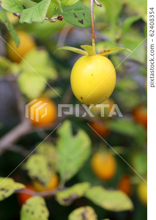 老akakari 老akakari 62408354