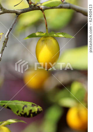 Old akakari 62408413