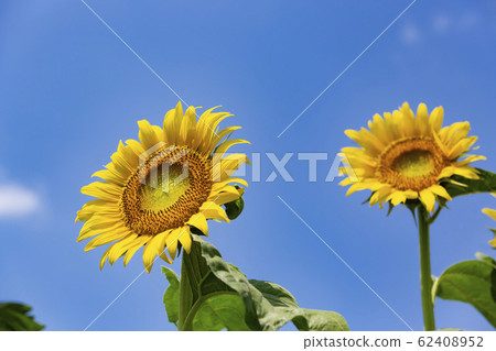 向日葵和夏天的藍天_東京清瀨市 向日葵和夏天的藍天_東京清瀨市 62408952