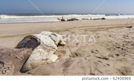 A whale skull near a shipwreck in the Skeleton Coast in Namibia. A whale skull near a shipwreck in the Skeleton Coast in Namibia. 62408969