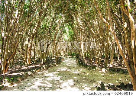 gu山縣sub市T山椿林 62409019