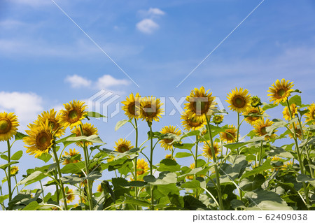向日葵和夏天的藍天_東京清瀨市 向日葵和夏天的藍天_東京清瀨市 62409038