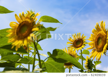 向日葵和夏天的藍天_東京清瀨市 62409039