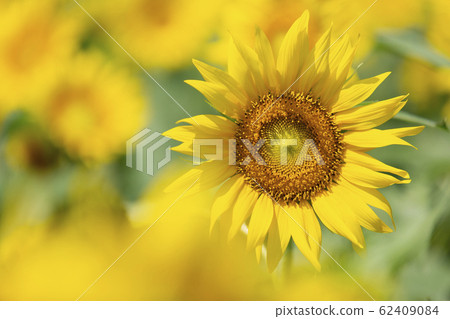 向日葵田_東京清瀨市 向日葵田_東京清瀨市 62409084