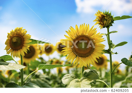 向日葵和夏天的藍天_東京清瀨市 向日葵和夏天的藍天_東京清瀨市 62409205