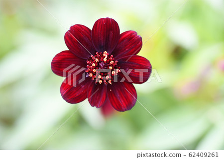 Chocolate cosmos blooming on the flower bed of Sakura oldness and open space Chocolate cosmos blooming on the flower bed of Sakura oldness and open space 62409261