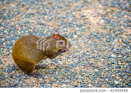 Agouti rodent sitting and holding food in Honduras Agouti rodent sitting and holding food in Honduras 62409448