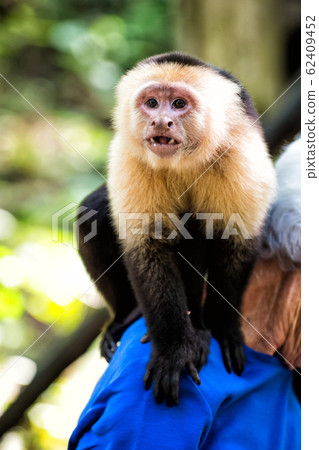 Capuchin monkey sitting on male shoulder in Capuchin monkey sitting on male shoulder in 62409452