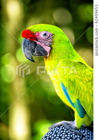 green ara parrot outdoor 62409453