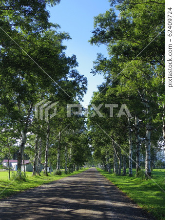 Hokkaido Otofuke Tokachi Farm White-birch trees (Summer) Hokkaido Otofuke Tokachi Farm White-birch trees (Summer) 62409724