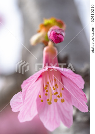 Okamezakura Okamezakura 62410216